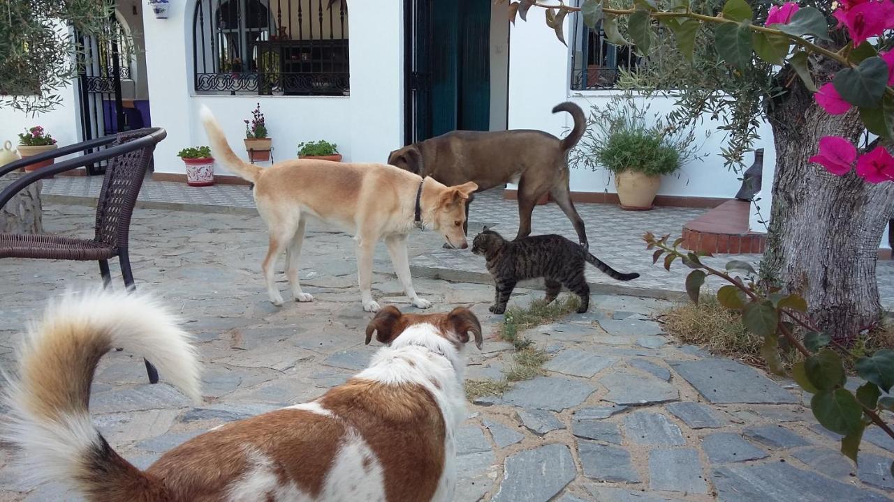 Sorbas Bed & Breakfast Alegria Y Luna Bed & Breakfast エクステリア 写真